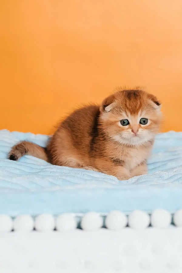 Simona | scottish fold kitten
