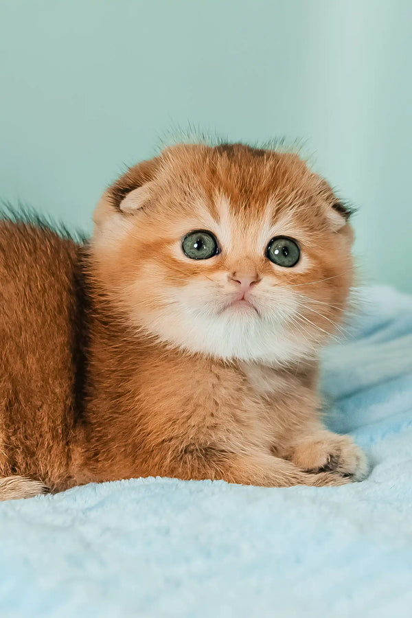 Simona | scottish fold kitten