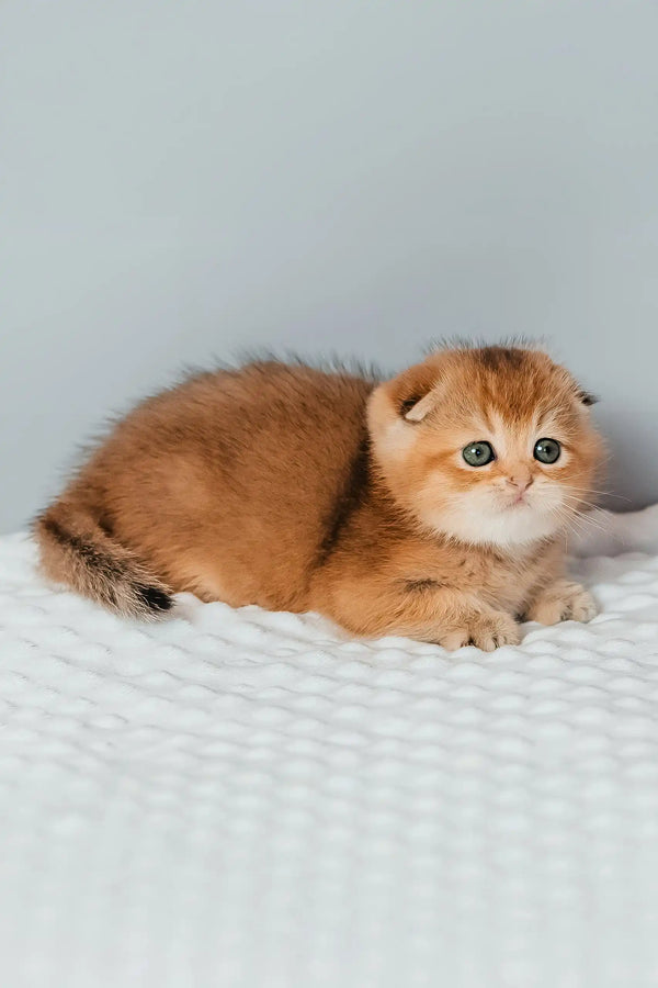 Simona | scottish fold kitten