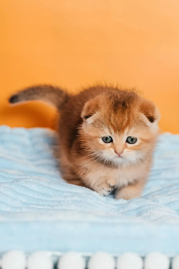 Simona | scottish fold kitten