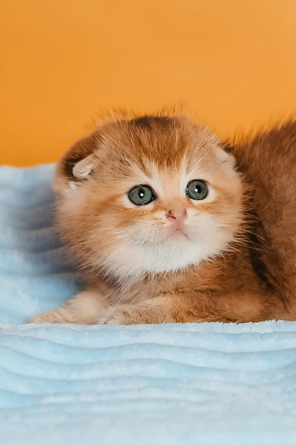 Simona | scottish fold kitten
