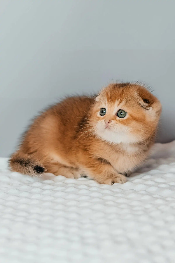 Simona | scottish fold kitten