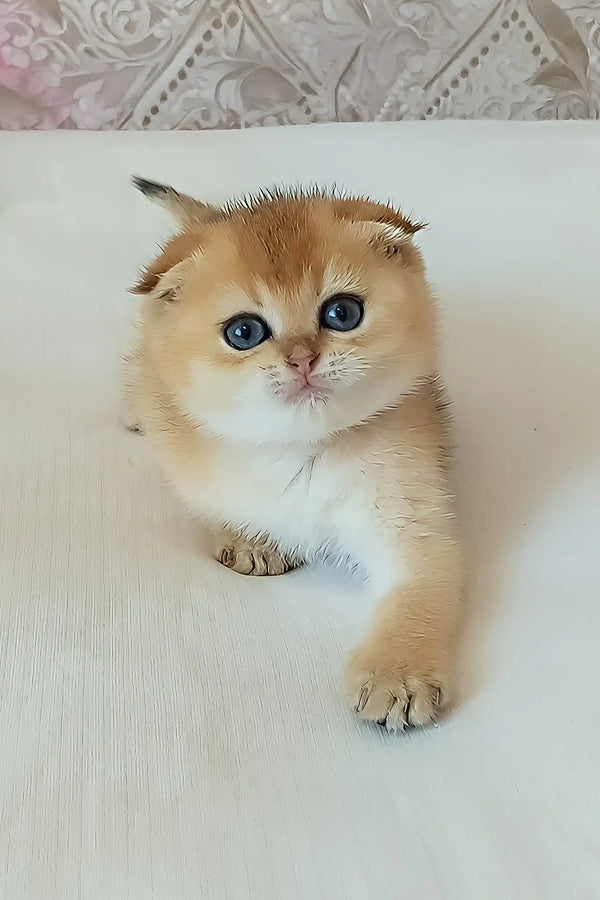 Sindi | scottish fold kitten