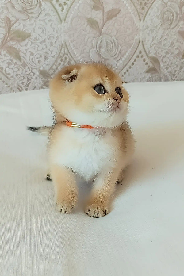 Sindi | scottish fold kitten