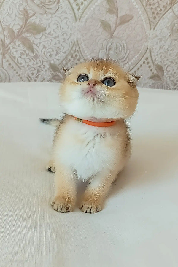 Sindi | scottish fold kitten