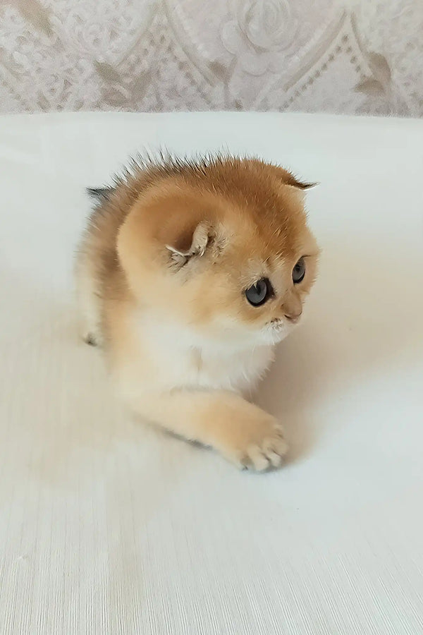 Sindi | scottish fold kitten