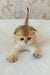 Sindi | scottish fold kitten