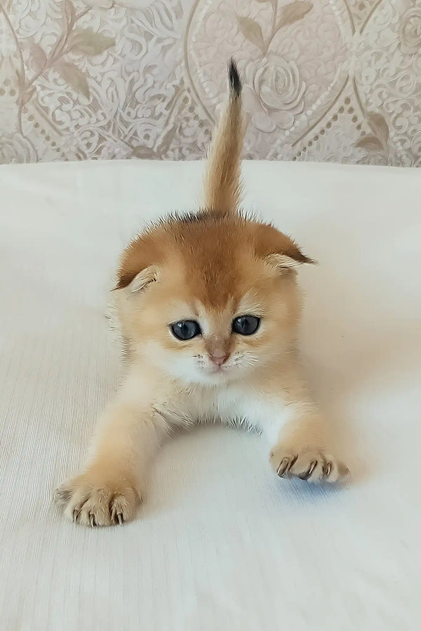 Sindi | scottish fold kitten