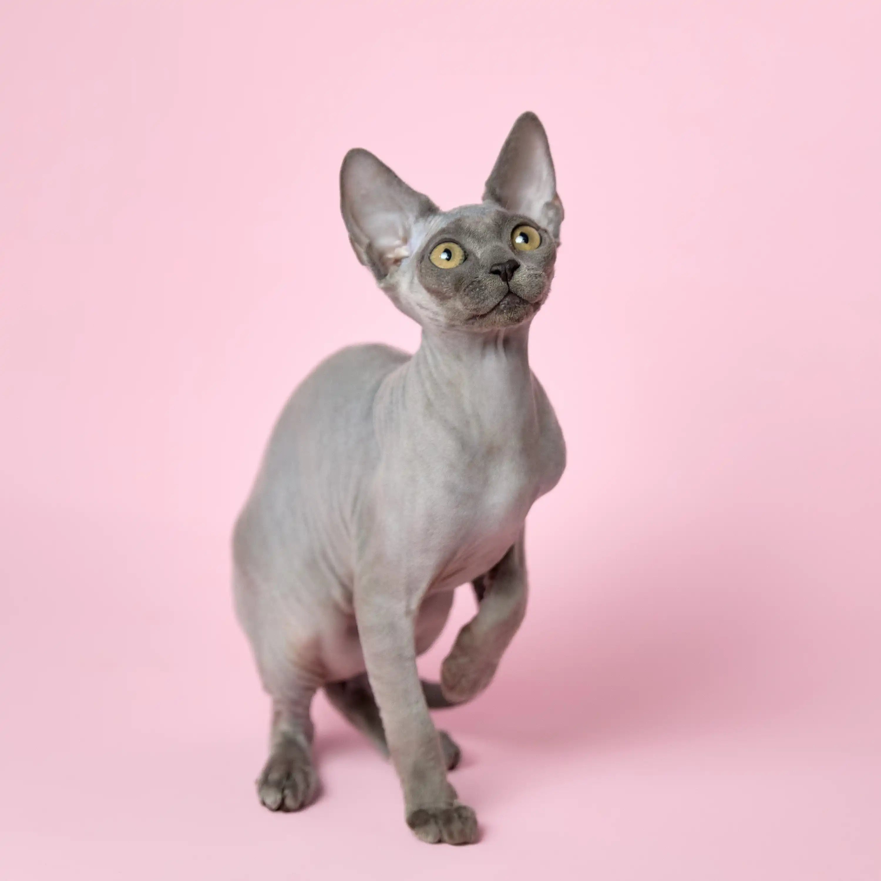 Sphynx Cats for Sale | Kittens For Sindia | Kitten