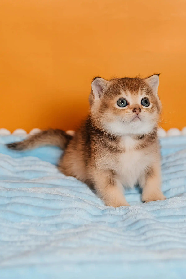 Sirena | scottish straight kitten