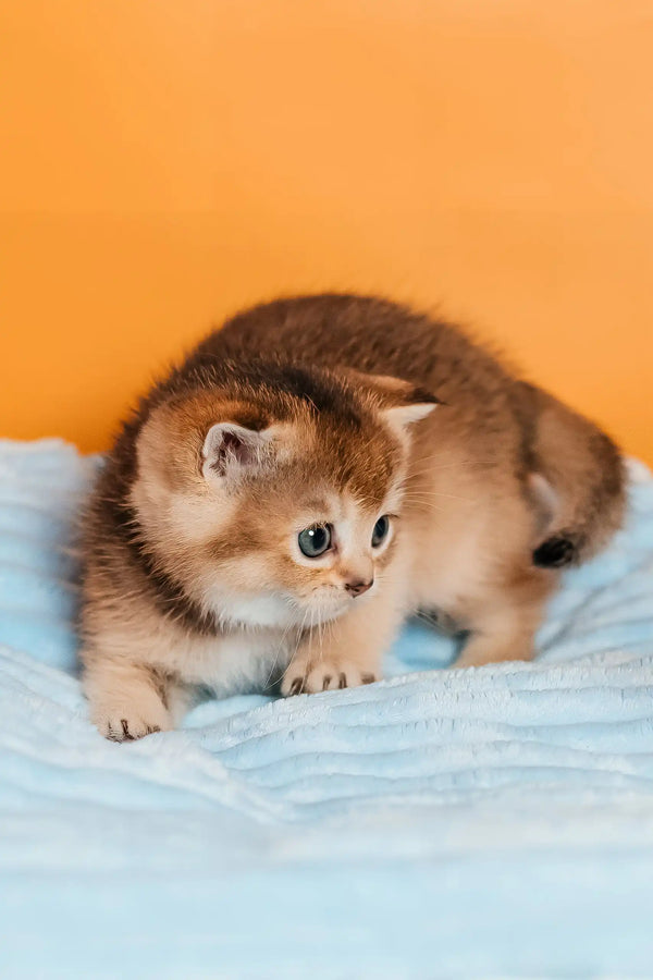 Sirena | scottish straight kitten
