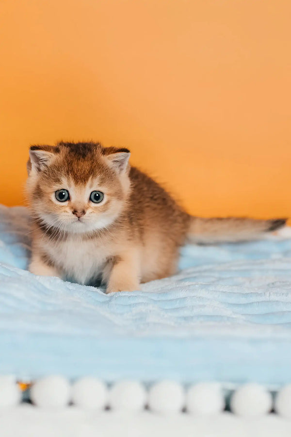Sirena | scottish straight kitten