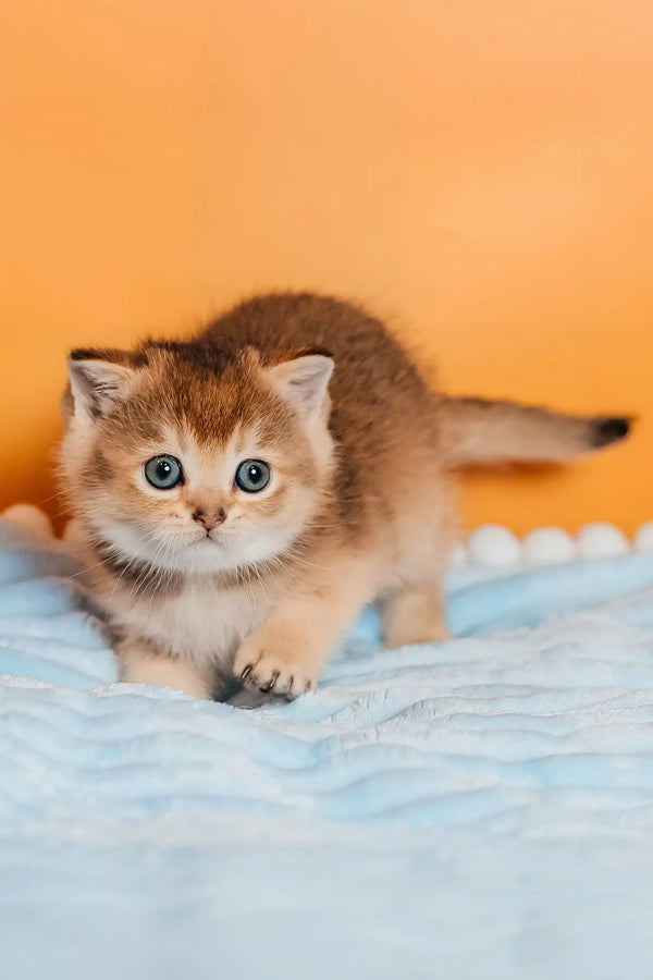 Sirena | scottish straight kitten