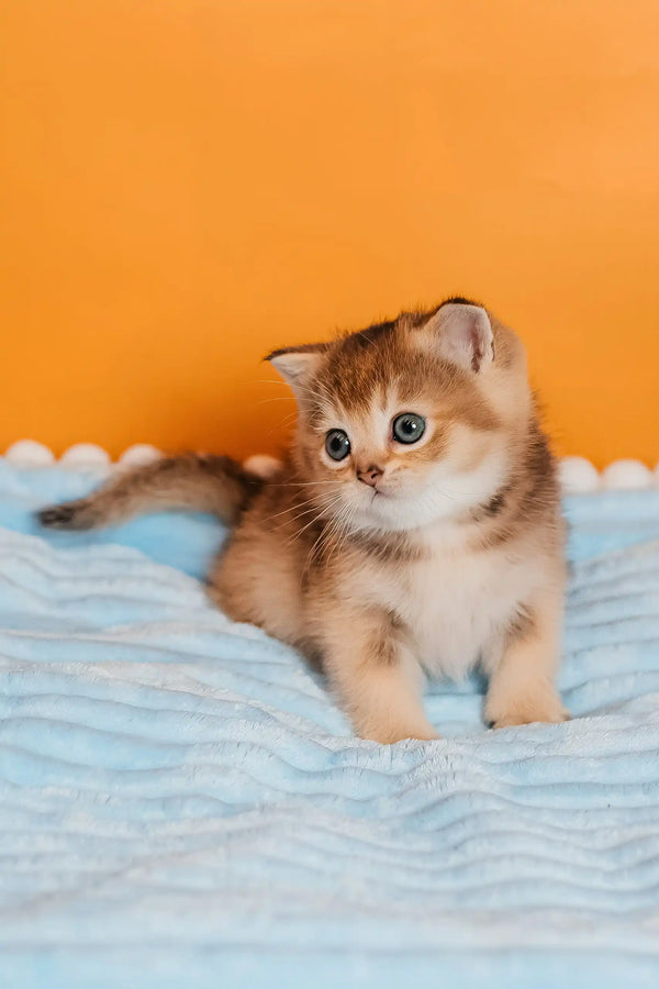 Sirena | scottish straight kitten
