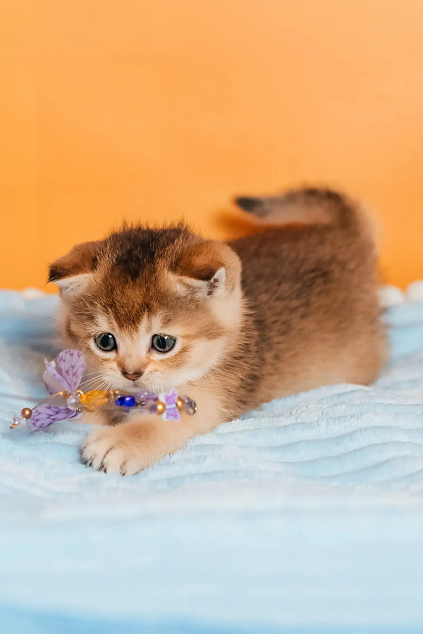 Sirena | scottish straight kitten