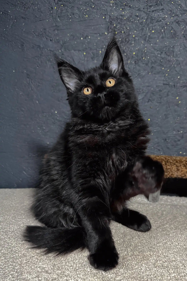 Sisi | maine coon kitten