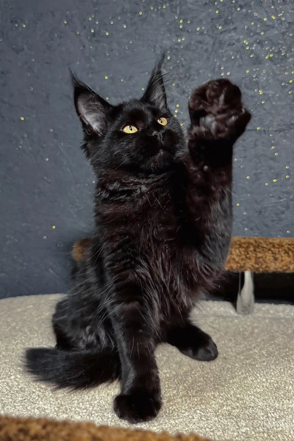 Sisi | maine coon kitten