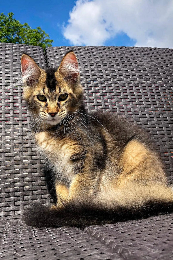 Tabby cat relaxing on woven outdoor furniture next to a golden Maine Coon kitten