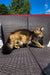 Fluffy golden Maine Coon kitten lounging on a woven outdoor couch