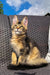 Tabby cat sitting upright on wicker furniture beside a Golden Maine Coon kitten