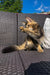 Playful Golden Maine Coon kitten stretching on stylish outdoor woven furniture