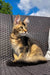 Tabby cat chillin’ on wicker furniture with a Golden Maine Coon Kitten vibe