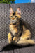 Tabby cat with green eyes sitting on a woven surface near a Golden Maine Coon Kitten