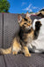 Tabby kitten with raised paw on woven chair, showcasing its Golden Maine Coon charm