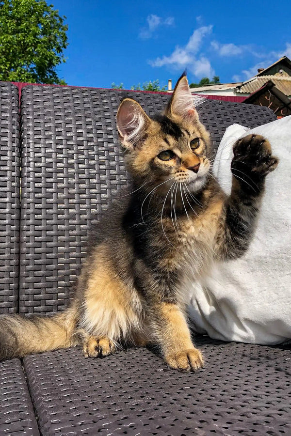 Tabby kitten with raised paw on woven chair, showcasing its Golden Maine Coon charm
