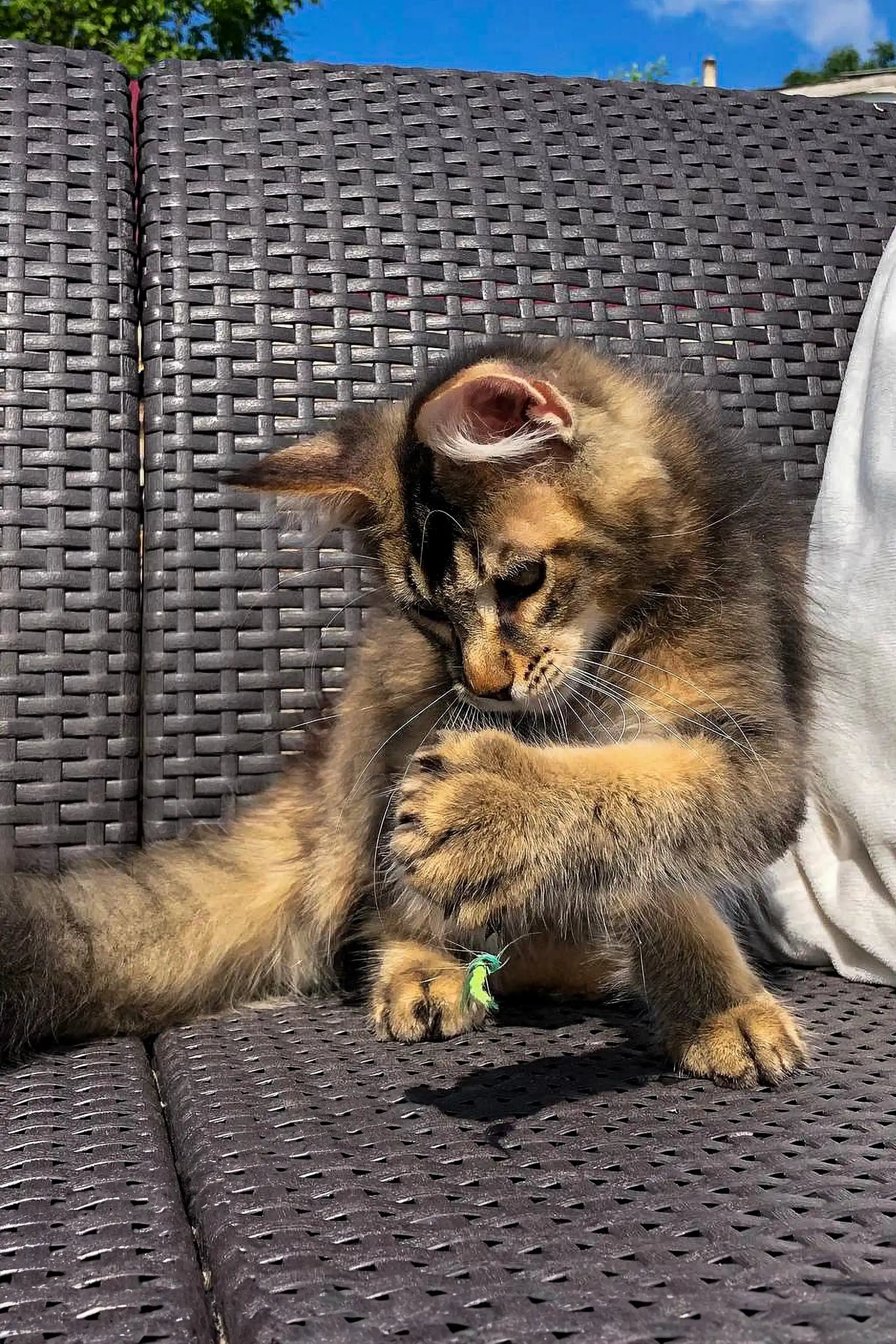Maine Coon Kittens for Sale Sky | Golden Kitten