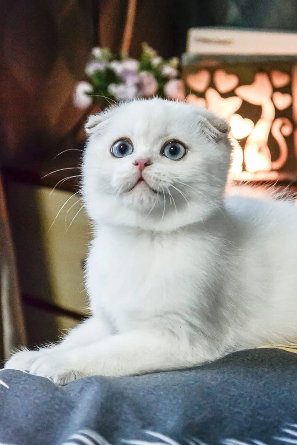 Sky | scottish fold kitten