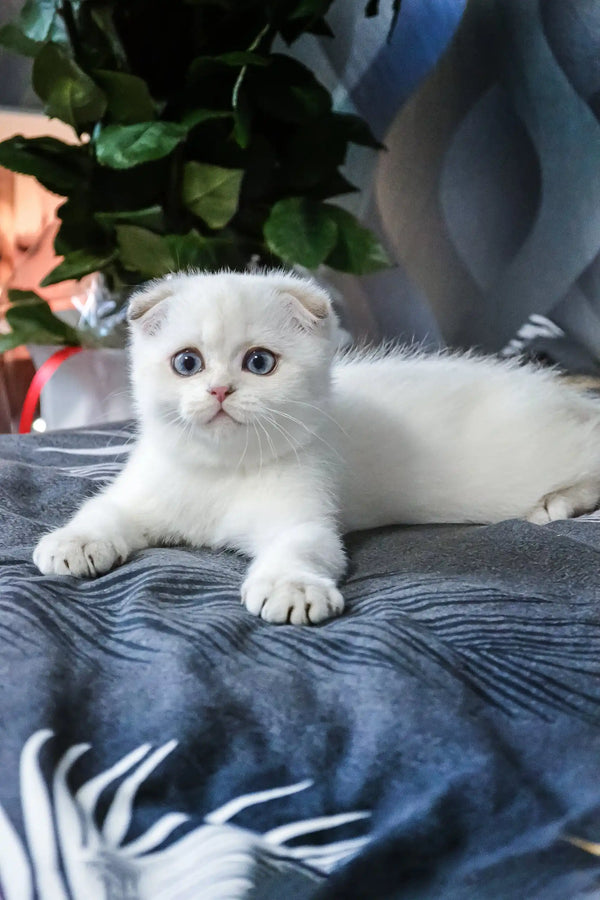 Sky | scottish fold kitten