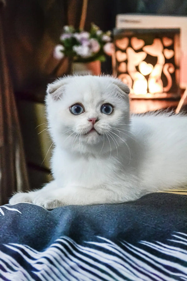 Sky | scottish fold kitten