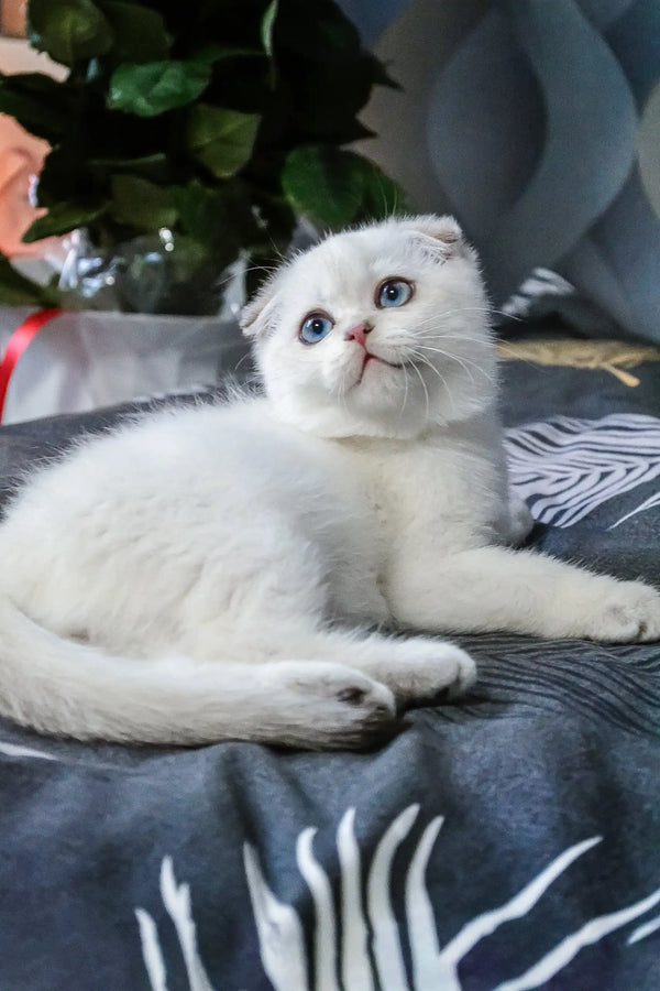 Sky | scottish fold kitten
