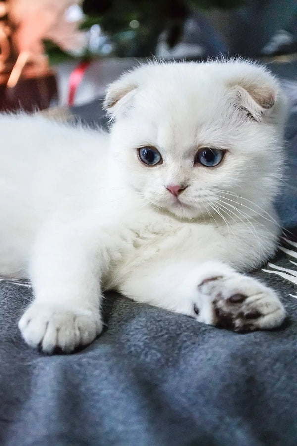 Sky | scottish fold kitten