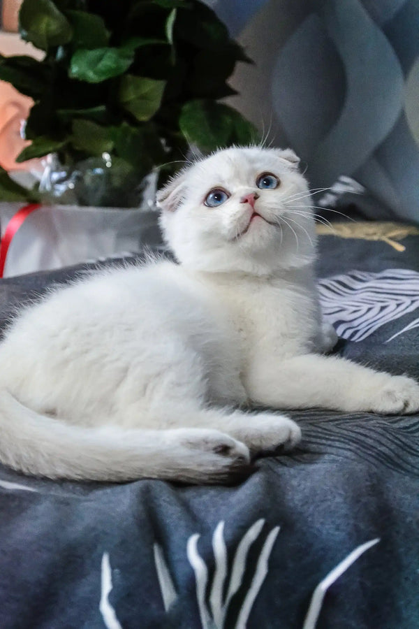 Sky | scottish fold kitten