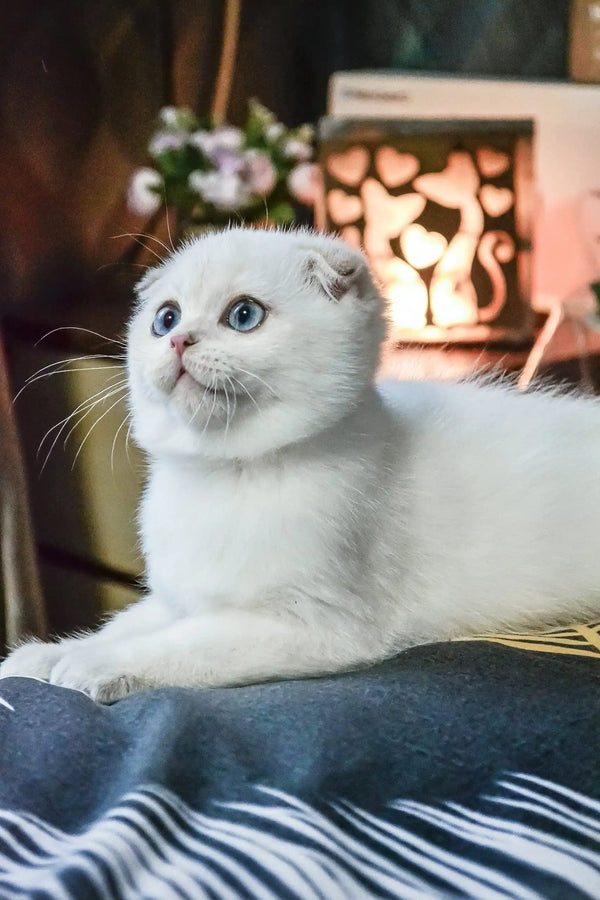 Sky | scottish fold kitten