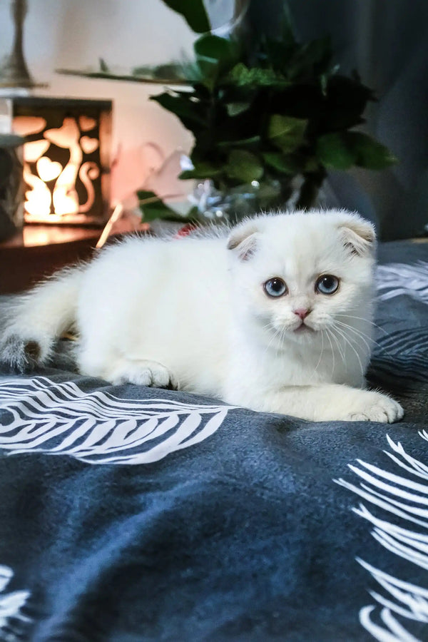 Sky | scottish fold kitten
