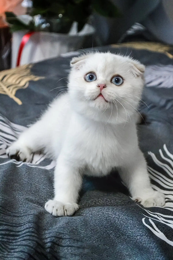 Sky | scottish fold kitten