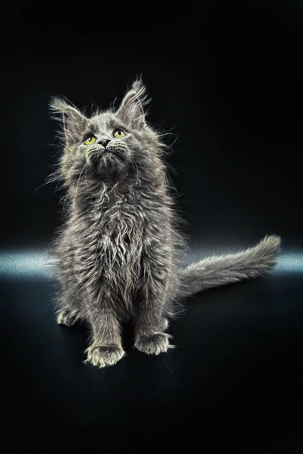 Fluffy gray Maine Coon kitten with big eyes gazing upward adorably