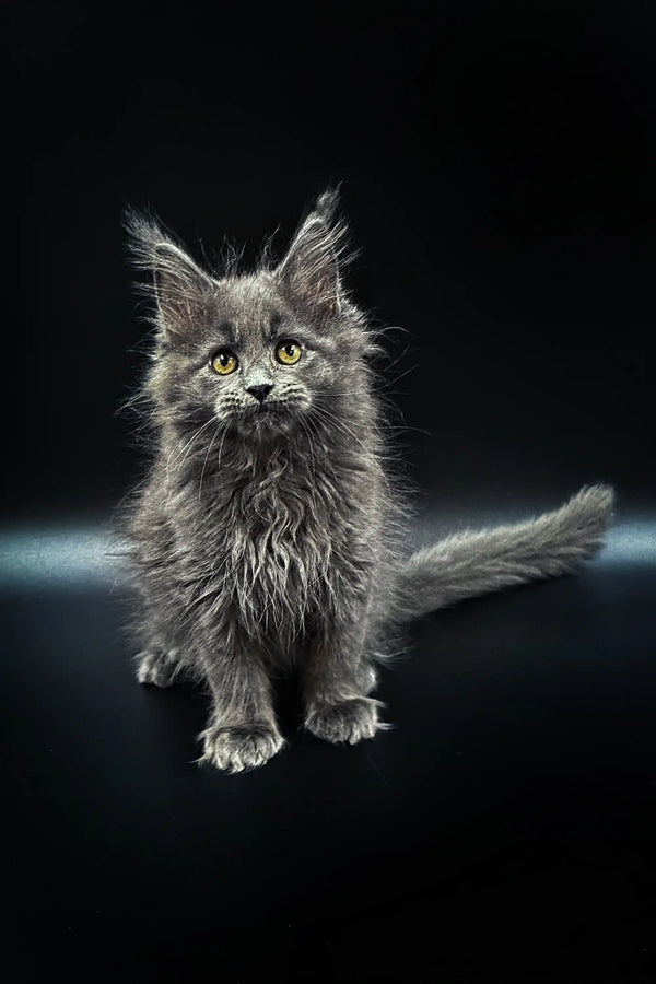 Fluffy gray Maine Coon kitten with bright yellow-green eyes and tufted ears