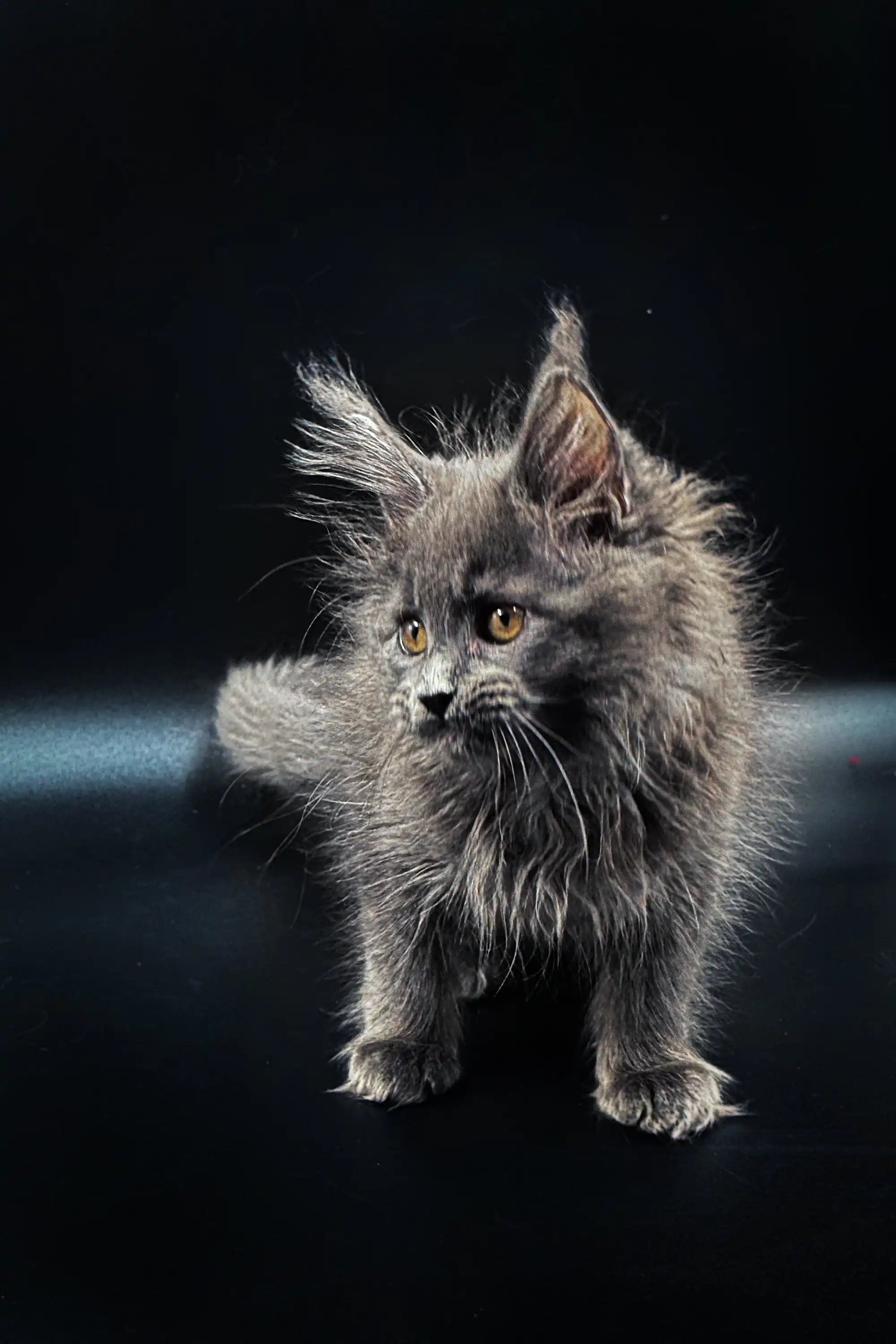 Maine Coon Kittens for Sale Slava | Kitten