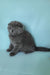 Slava | scottish fold kitten