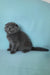 Slava | scottish fold kitten