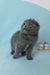 Slava | scottish fold kitten