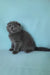 Slava | scottish fold kitten