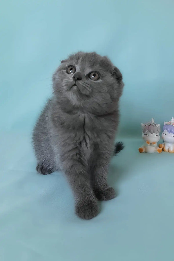 Slava | scottish fold kitten