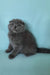 Slava | scottish fold kitten