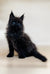 Cute Black Fluffy Maine Coon Kitten with Bright Blue Eyes and Pointed Ears