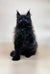 Fluffy black Maine Coon kitten with pointed ears sitting upright and looking curious